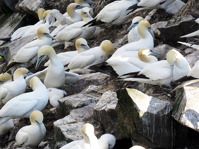 Northern Gannet Colony St. Mary's by Simon Thompson